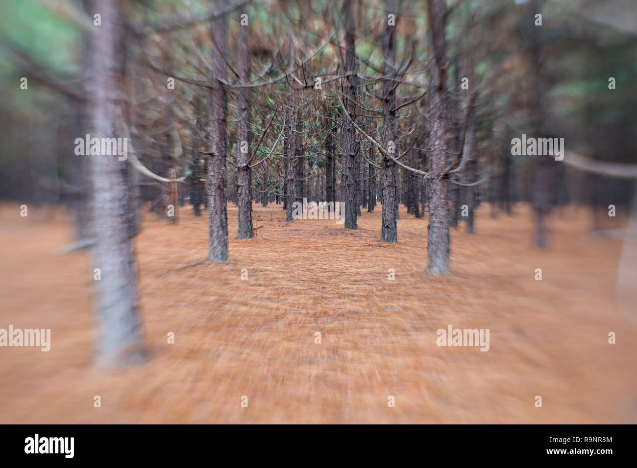 LB00046-00...NORTH CAROLINA  - Planted pine forest near Barnesville, Robeson County. Stock Photo