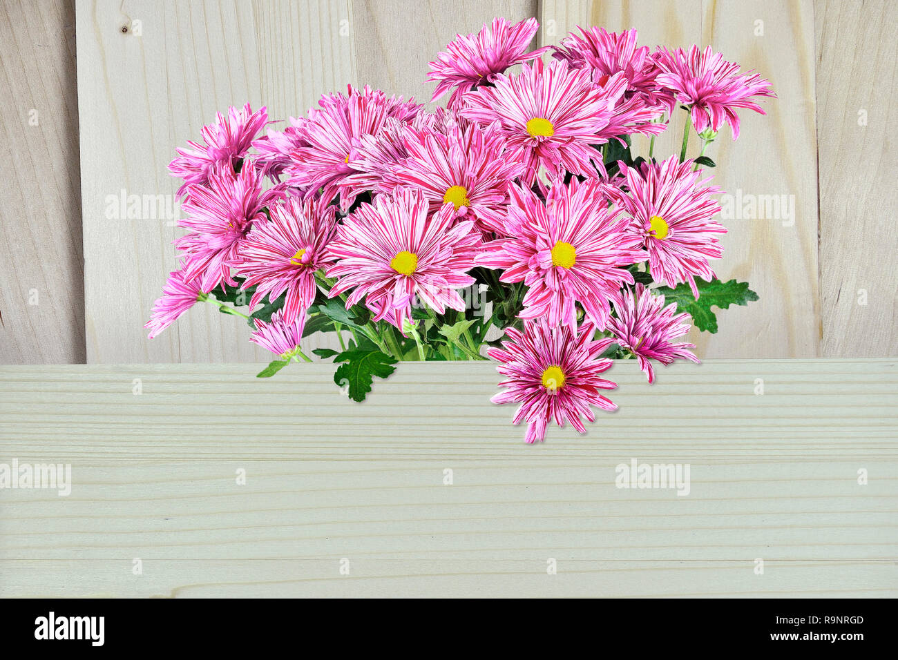 Bouquet of pink chrysanthemum flowers with striped petals close up, on light wooden background with space for text. Holiday greeting card template for Stock Photo