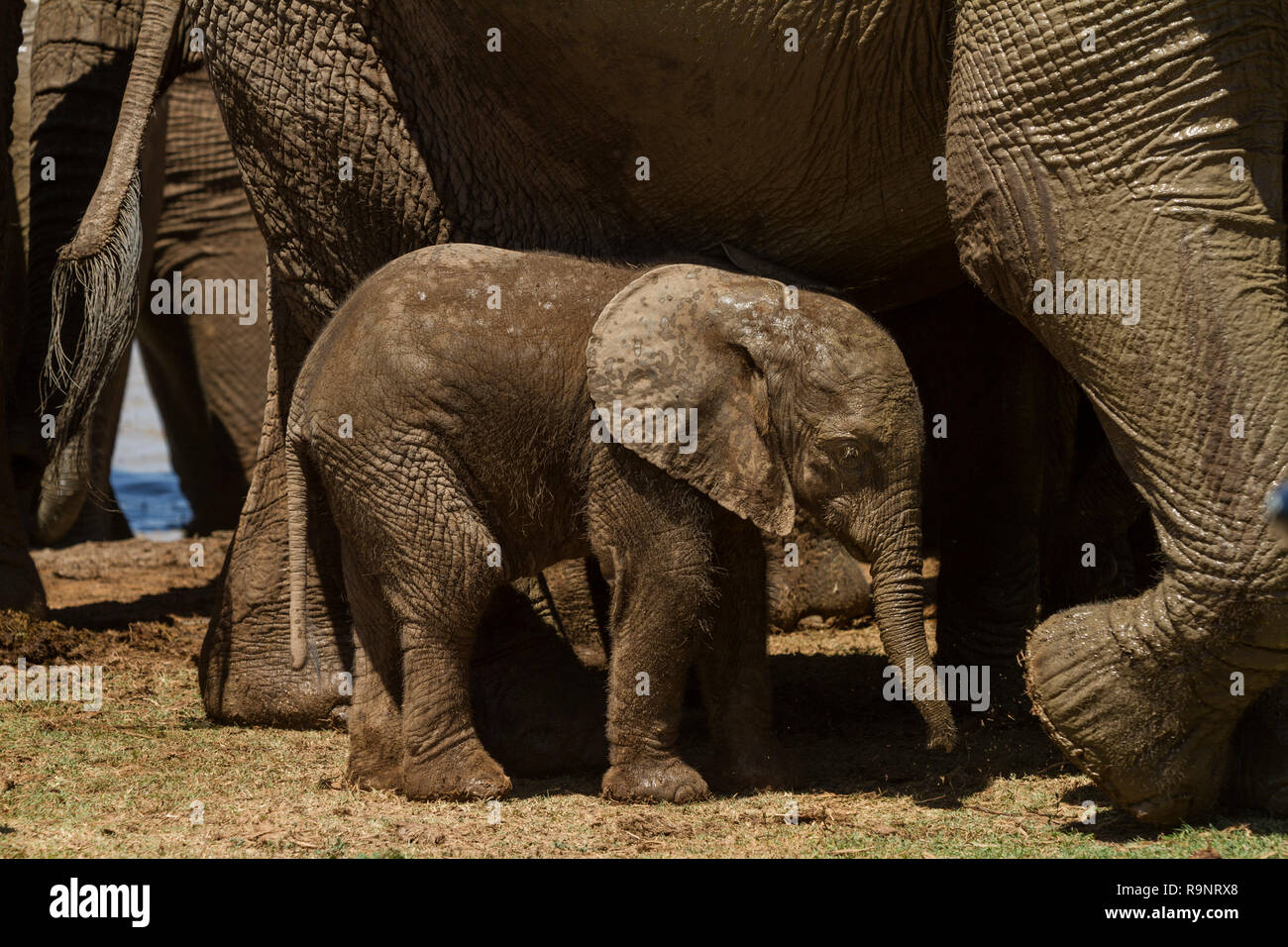 Baby elephant seeking protection from adult elephants, Addo Elephant National Park, South Africa Stock Photo