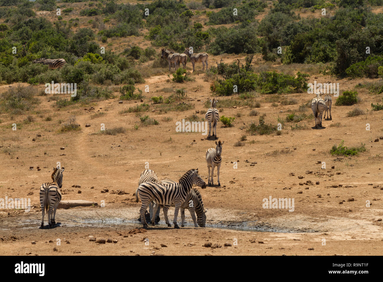Zebras at a waterhole, Addo Elephant National Park, South Africa Stock Photo