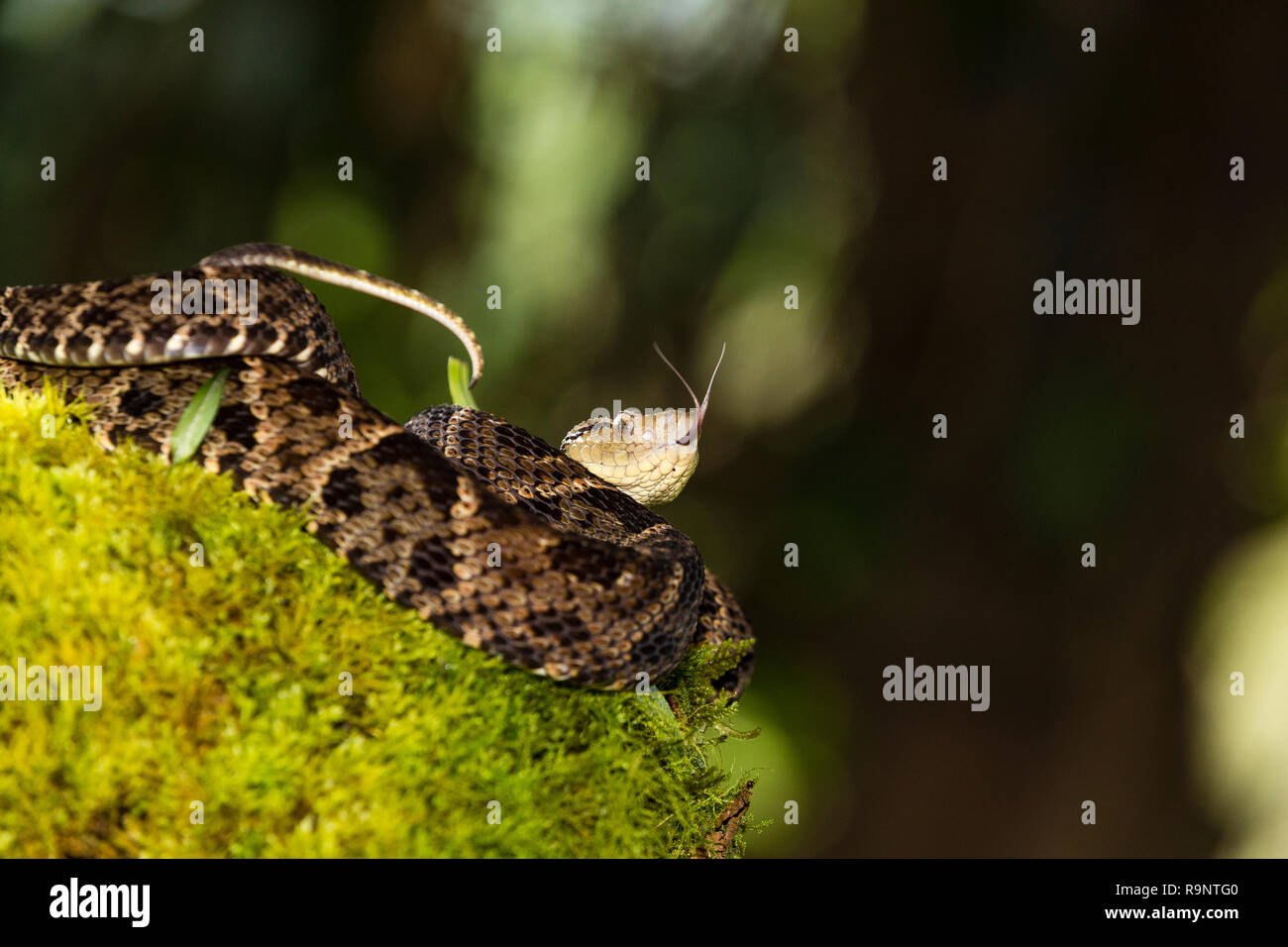 Venomous Fer-de-Lance snake in Costa Rica Stock Photo