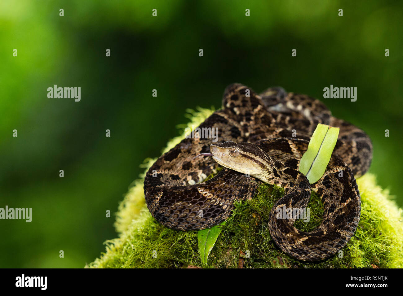 Venomous Fer-de-Lance snake in Costa Rica Stock Photo