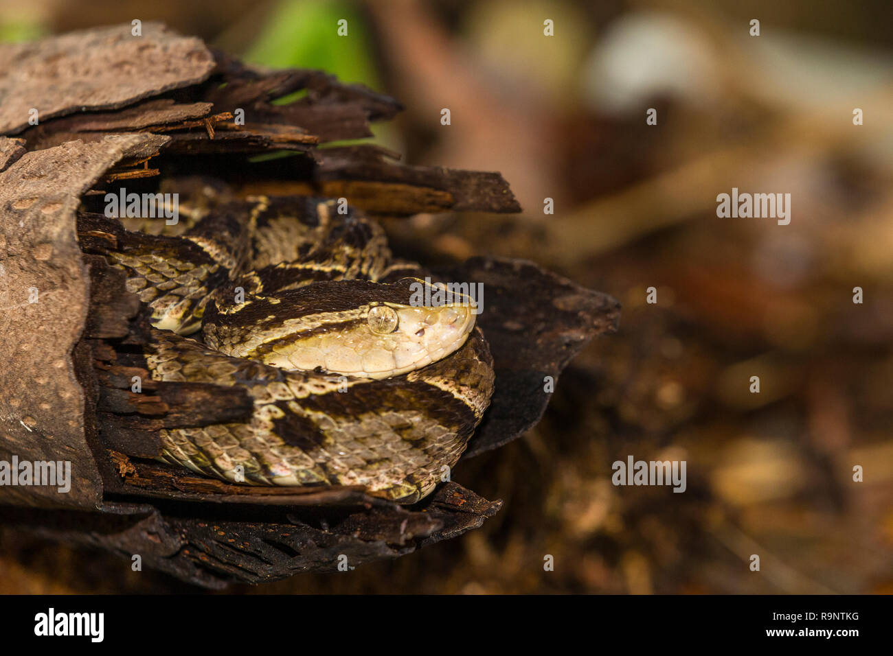 Venomous Fer-de-Lance snake in Costa Rica Stock Photo