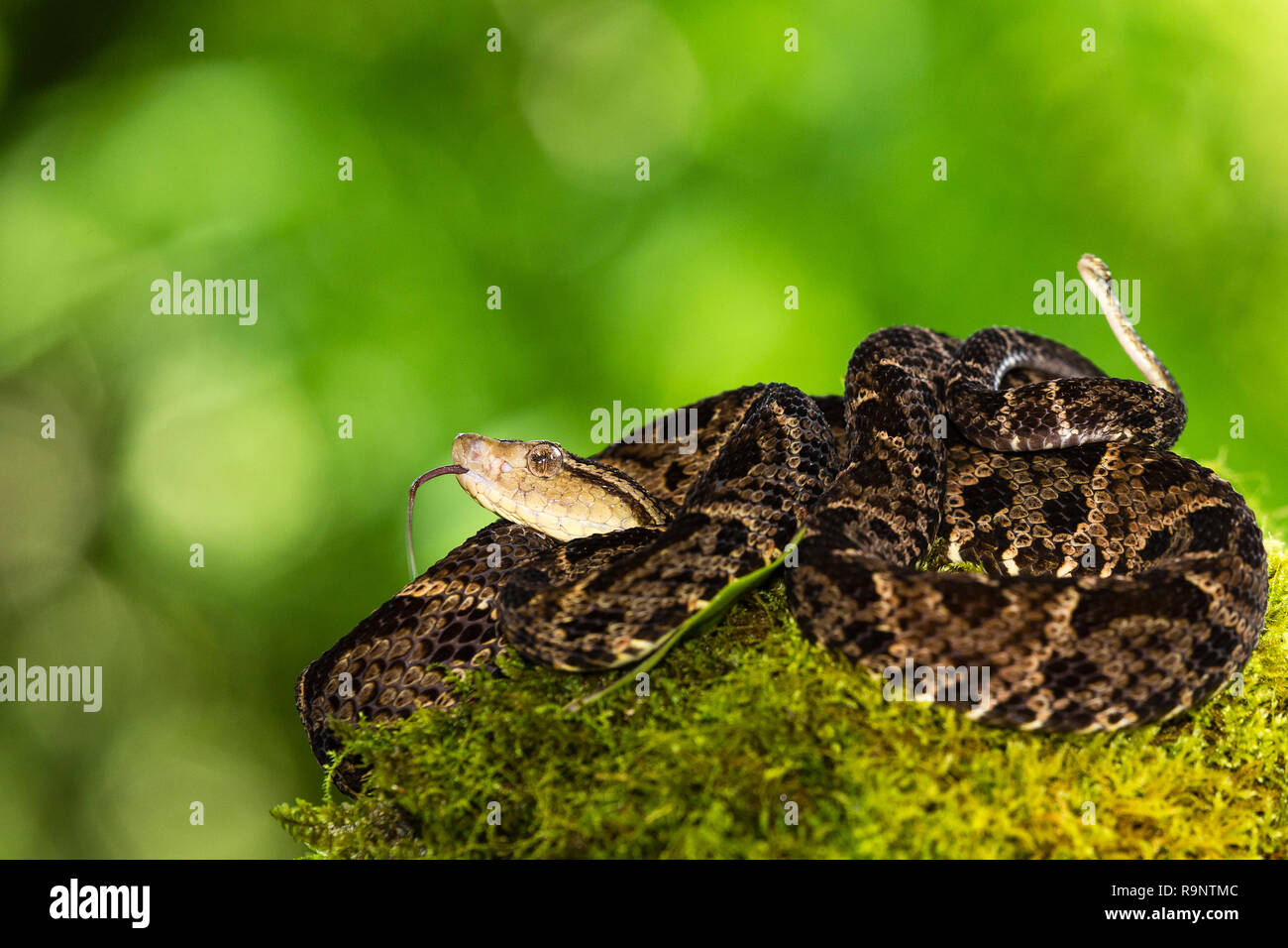 Venomous Fer-de-Lance snake in Costa Rica Stock Photo