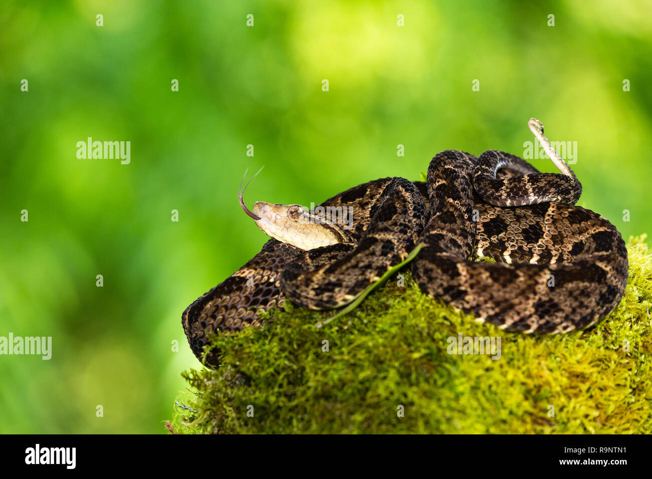 Venomous Fer-de-Lance snake in Costa Rica Stock Photo