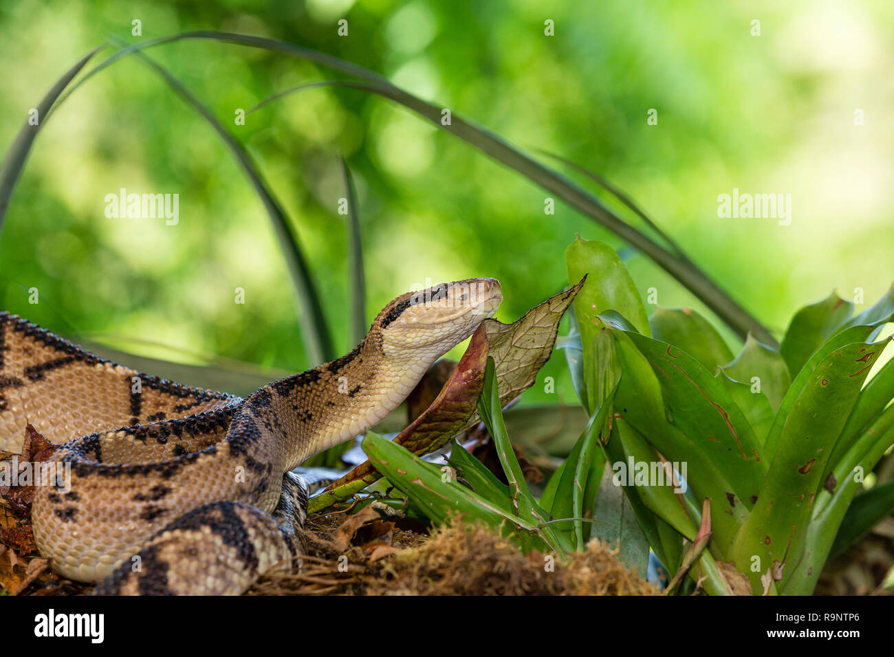 Bushmaster snake in Costa Rica Stock Photo - Alamy