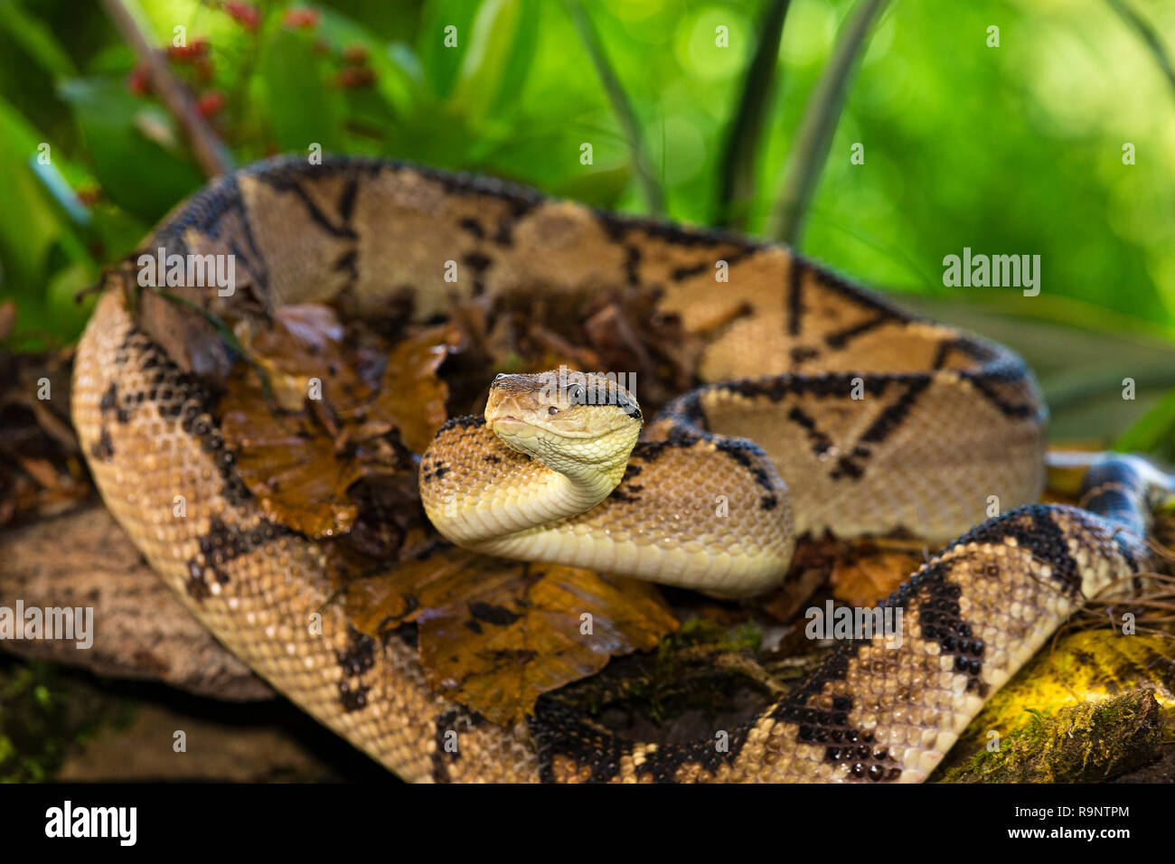 Bushmaster snake in Costa Rica Stock Photo