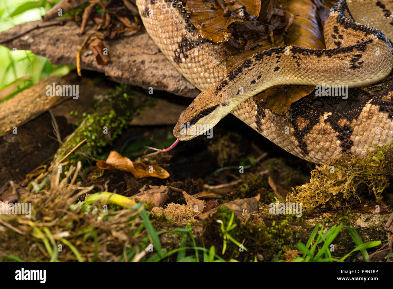 Bushmaster snake in Costa Rica Stock Photo