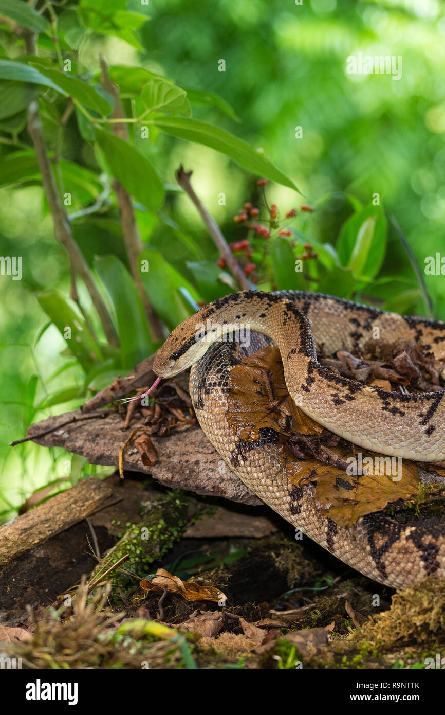 Bushmaster snake in Costa Rica Stock Photo