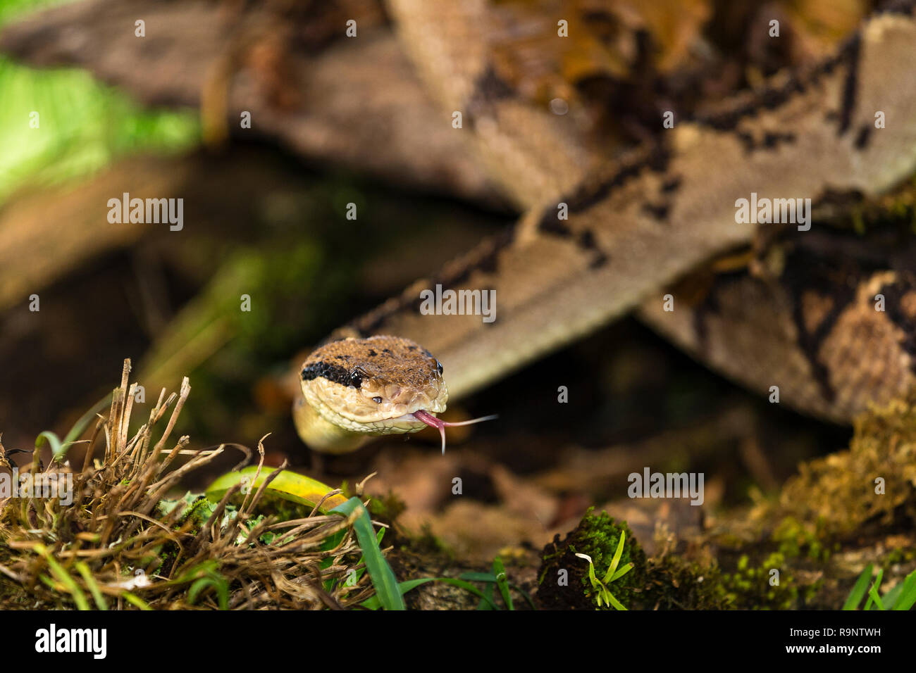 Bushmaster snake in Costa Rica Stock Photo