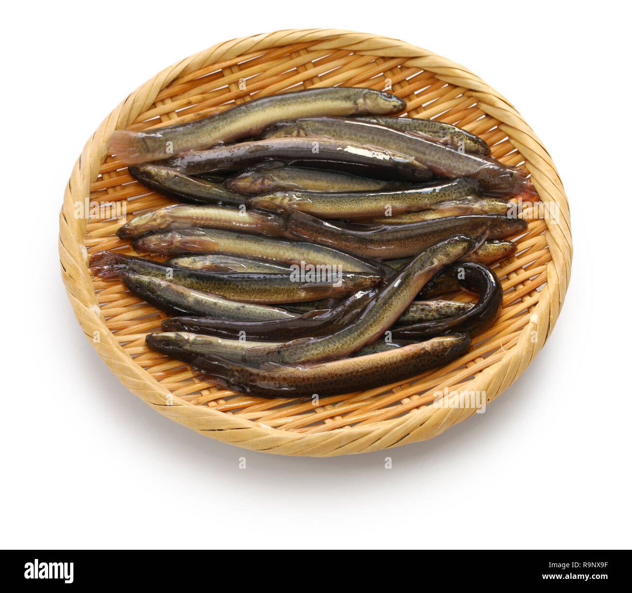 japanese dojo loach fish Stock Photo
