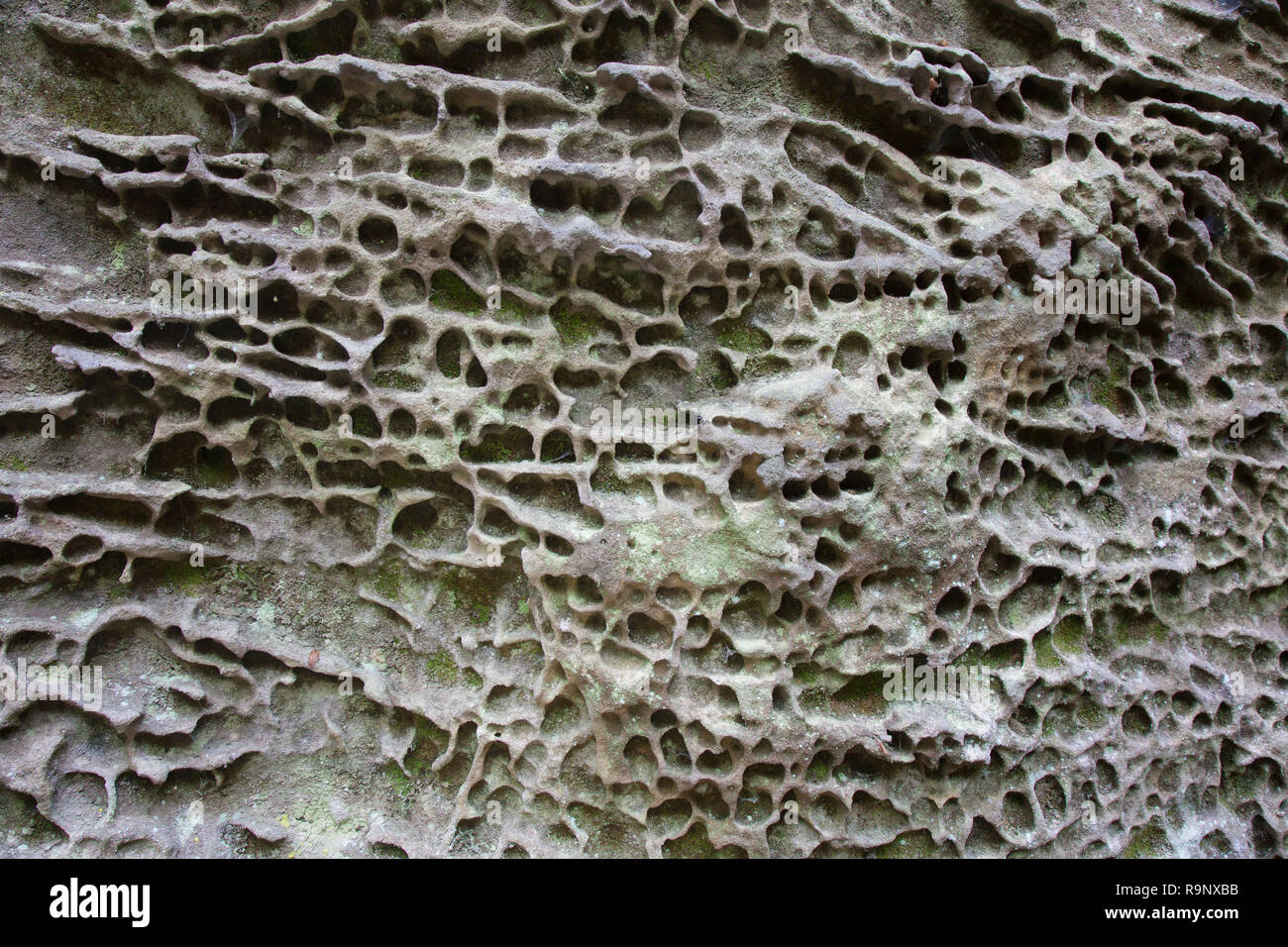 Close-up of eroded rock face in cliff due to wind and water erosion called honeycomb weathering / honeycombs / honeycombed sandstone, Saxony, Germany Stock Photo