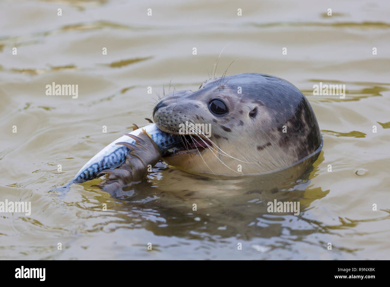 Close up of common seal / harbour seal (Phoca vitulina) juvenile in sea eating Atlantic mackerel / Scottish mackerel (Scomber scombrus) Stock Photo