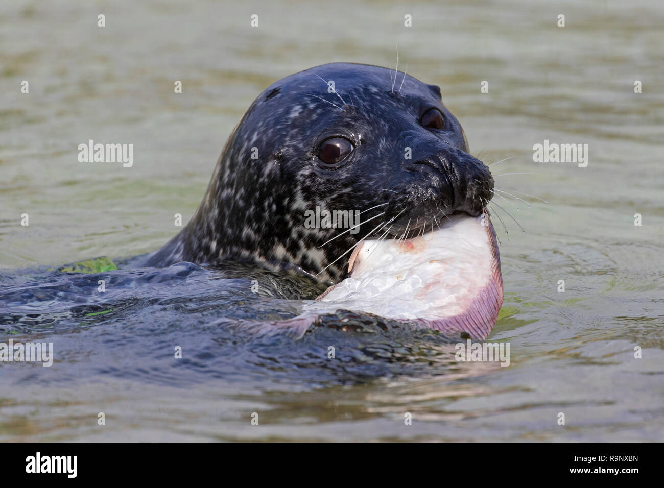 Close up of common seal / harbour seal (Phoca vitulina) eating flatfish in sea Stock Photo