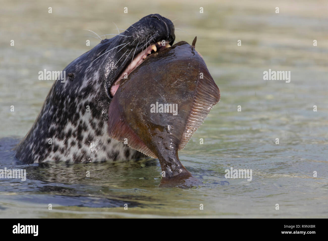 Flatfish hires stock photography and images Alamy