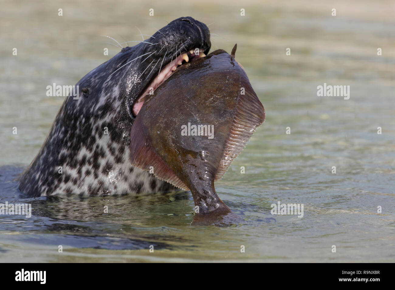 Close up of common seal / harbour seal (Phoca vitulina) eating flatfish in sea Stock Photo