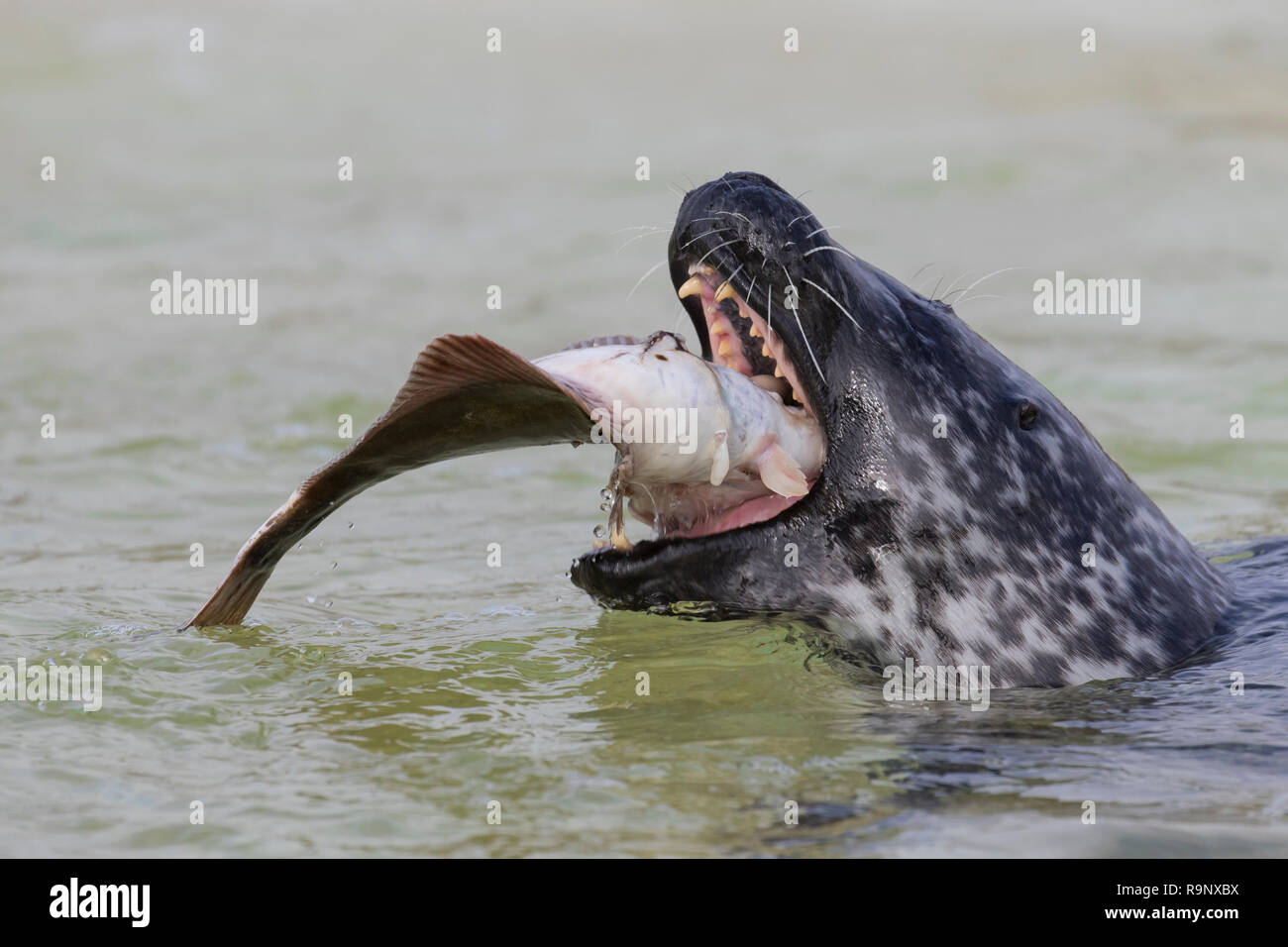 Close up of common seal / harbour seal (Phoca vitulina) swallowing flatfish, Seal Centre Friedrichskoog, Schleswig-Holstein, Germany Stock Photo