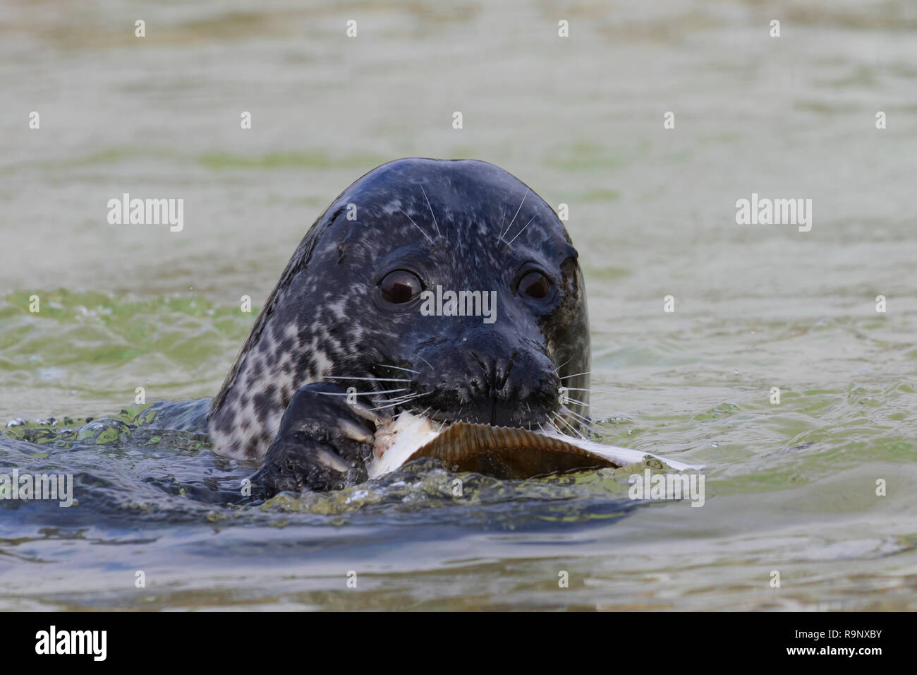 Close up of common seal / harbour seal (Phoca vitulina) eating flatfish, Seal Centre Friedrichskoog, Schleswig-Holstein, Germany Stock Photo