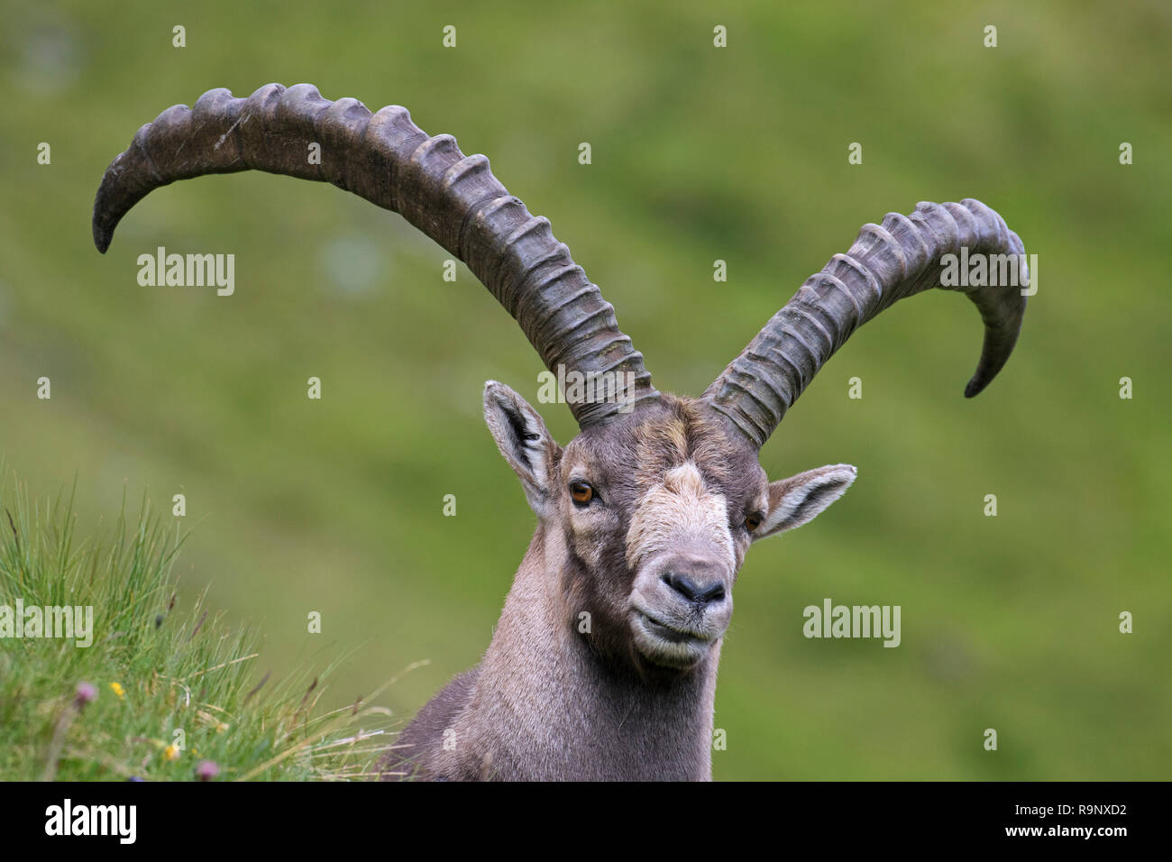 Alpine Ibex Capra Ibex Male With Big Horns In Summer In The Hohe Alpine Ibex Capra Ibex Male With Big Horns In Summer In The Hohe