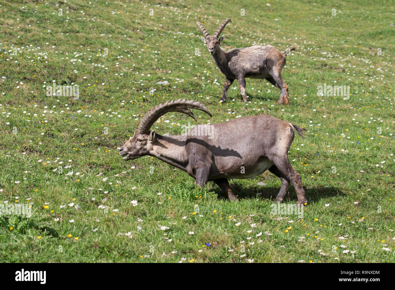 Alpine ibex (Capra ibex) males grazing grass in alpine pasture in summer in the Hohe Tauern National Park, Austrian Alps, Carinthia / Kärnten, Austria Stock Photo