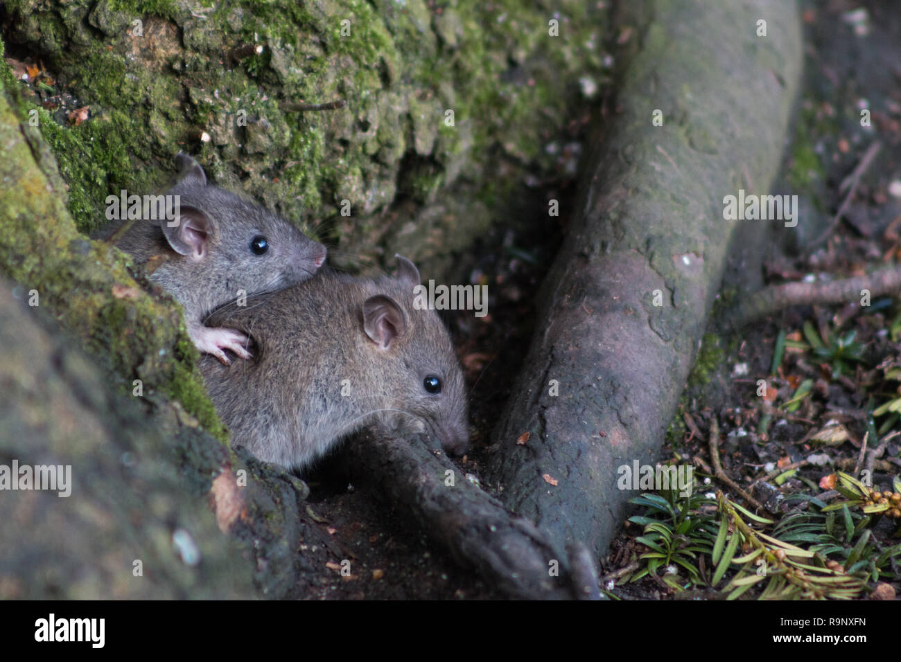 Tree rats hires stock photography and images Alamy