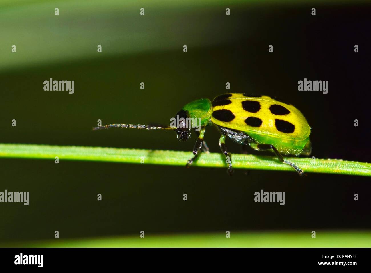 Spotted Cucumber beetle (Diabrotica undecimpunctata) facing left along a pine needle with a dark shadows in the background. Stock Photo