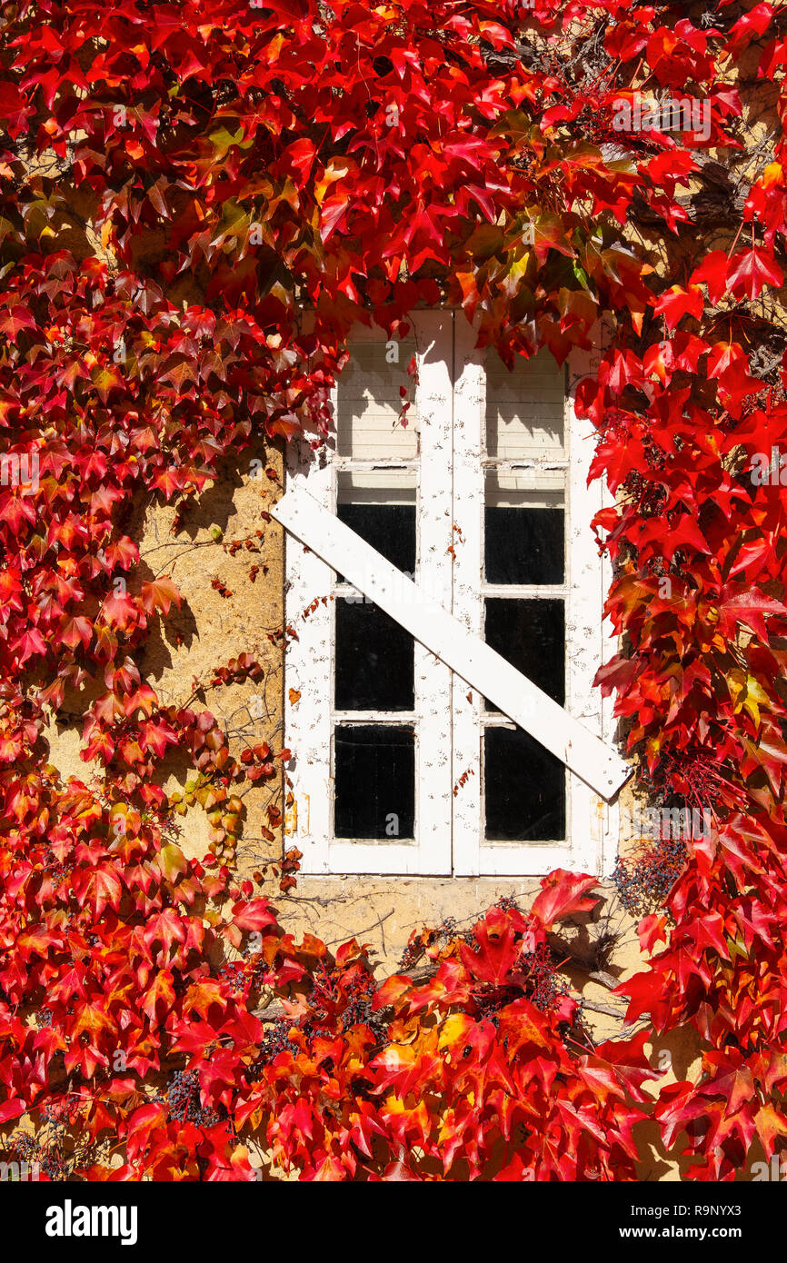 White window and autumn leaves in a house, Santander. Cantabria, Northern Spain, Europe. Stock Photo