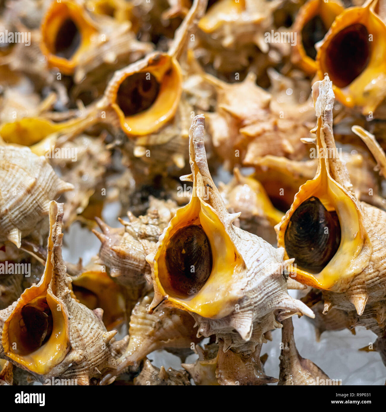 Purple Dye Murex or Spiny Dye-Murex (Bolinus brandaris) sea snails at a Spanish Market Stock Photo