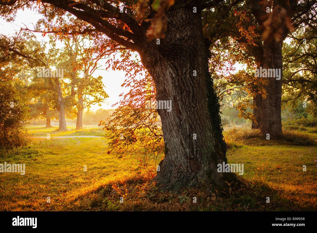 Nature, Oaks Forest. Autumn leaves and tree landscape. Las Merindades. Burgos, Castilla Leon Spain. Europe Stock Photo