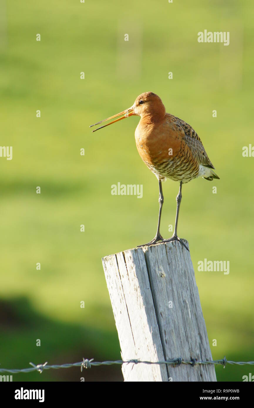 A Black-Tailed Godwit stood on a wooden post in Iceland in June 2018 Stock Photo