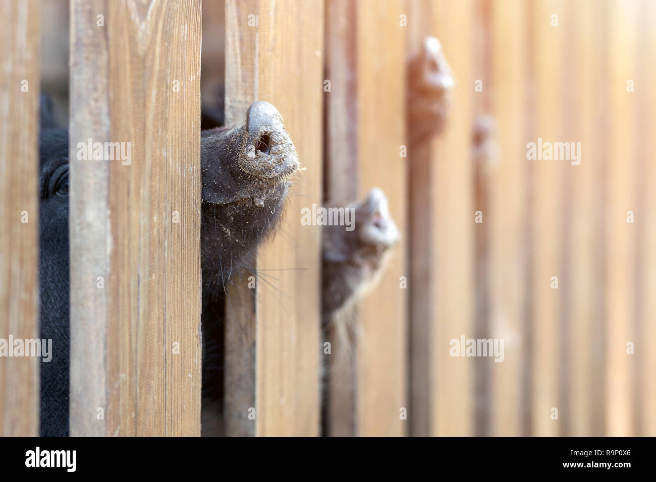 Lot of funny pig noses peeking through wooden fence at farm. Piglets sticking snouts . Intuition or instinct feeling concept. Stock Photo