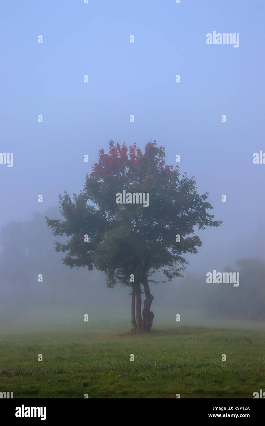 A lonely tree in the fog on an autumn morning Stock Photo - Alamy