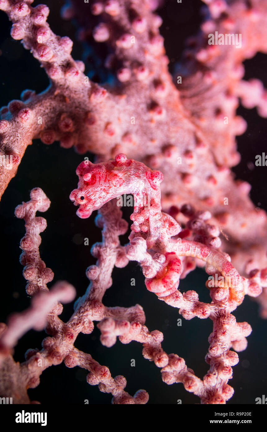 Pygmy seahorse Hippocampus bargibanti. on Muricella sp. gogorian sea fan  @ Cape Zanpa, Okinawa, Japan. Stock Photo