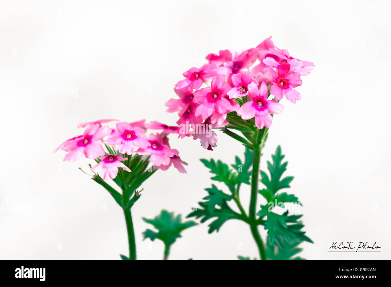Close up on Verbena. Verbena hybrida. Pink Verbena Hybrida blooming Stock Photo