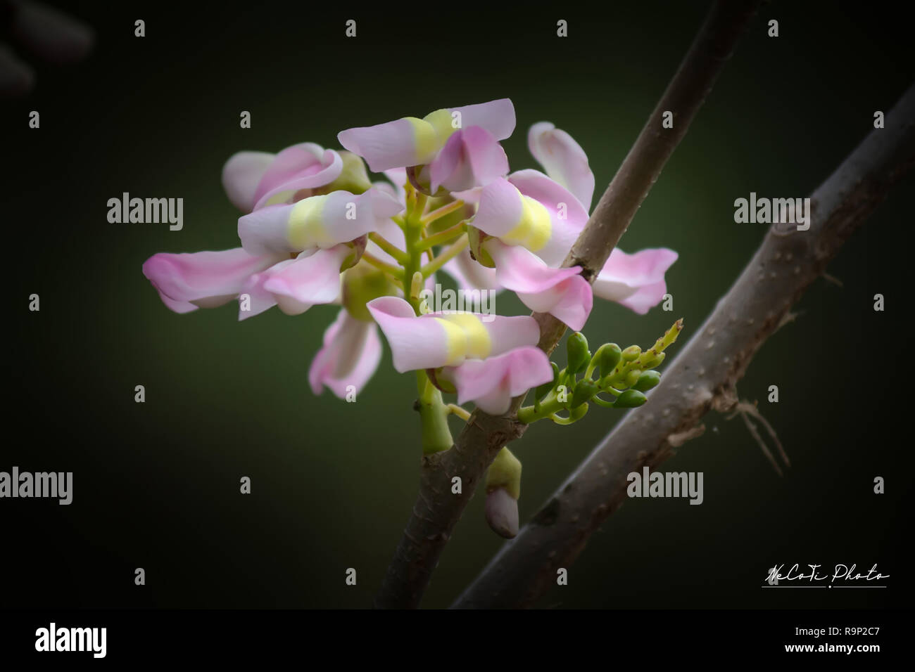 Beautiful Gliricidia maculata flowers along the streets. Stock Photo