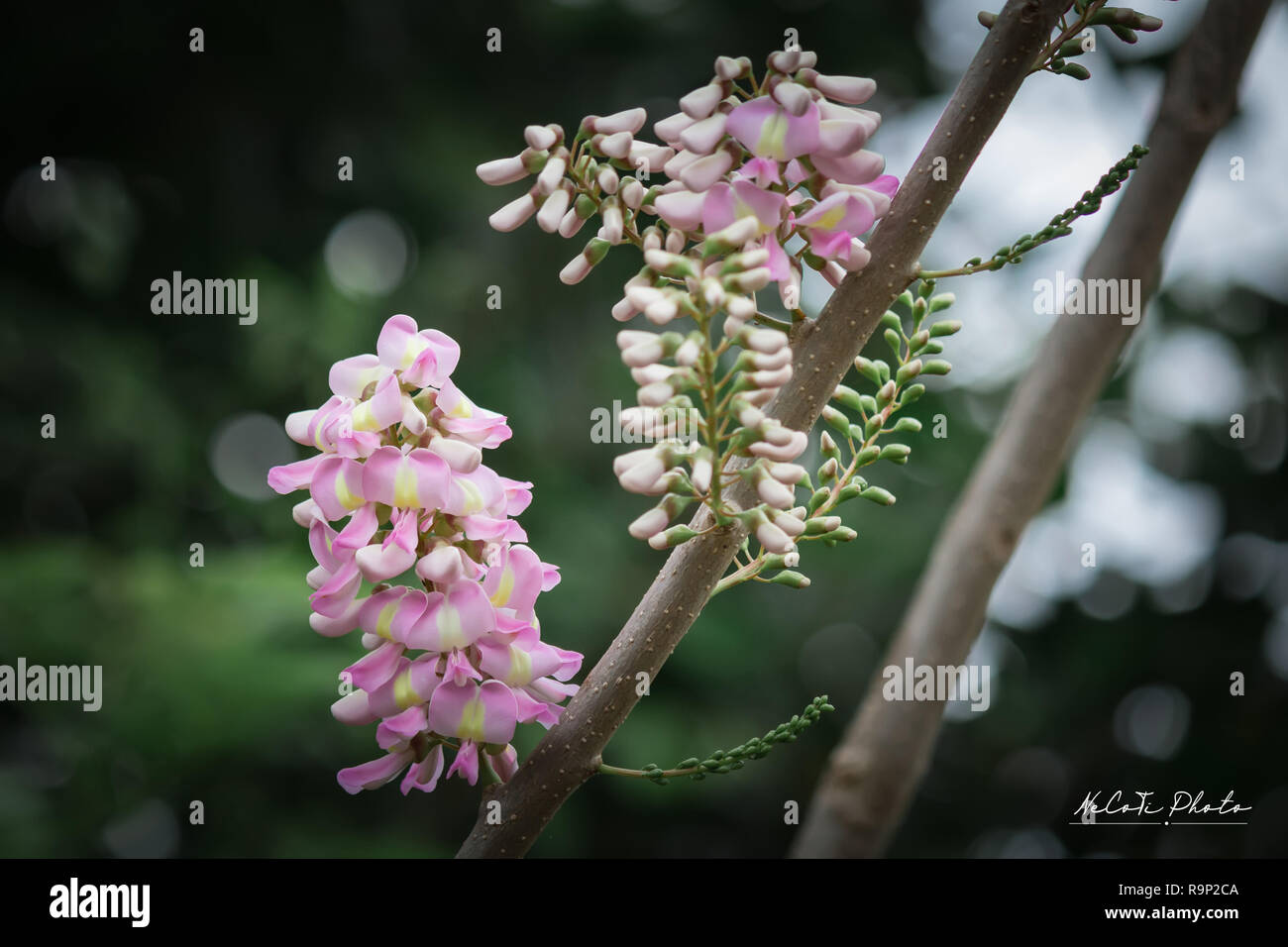 Beautiful Gliricidia maculata flowers along the streets. Stock Photo