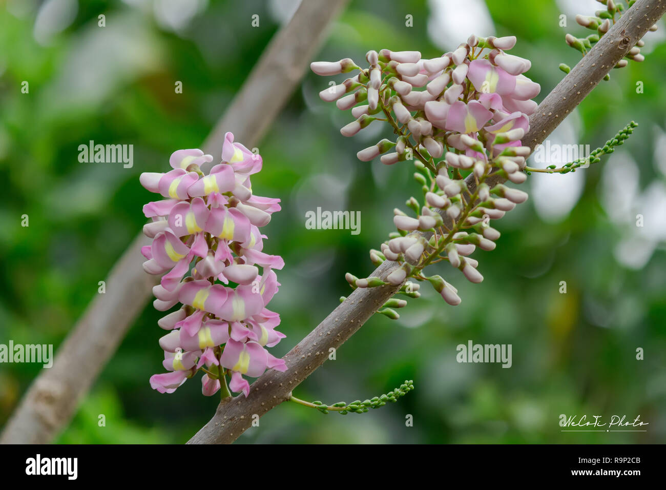 Beautiful Gliricidia maculata flowers along the streets. Stock Photo