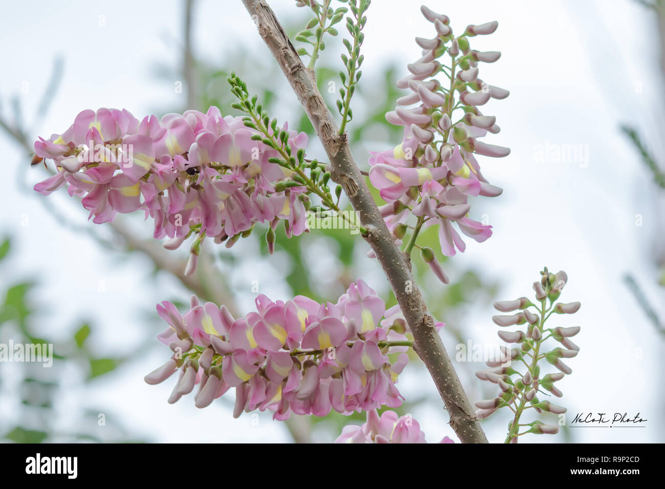 Beautiful Gliricidia maculata flowers along the streets. Stock Photo
