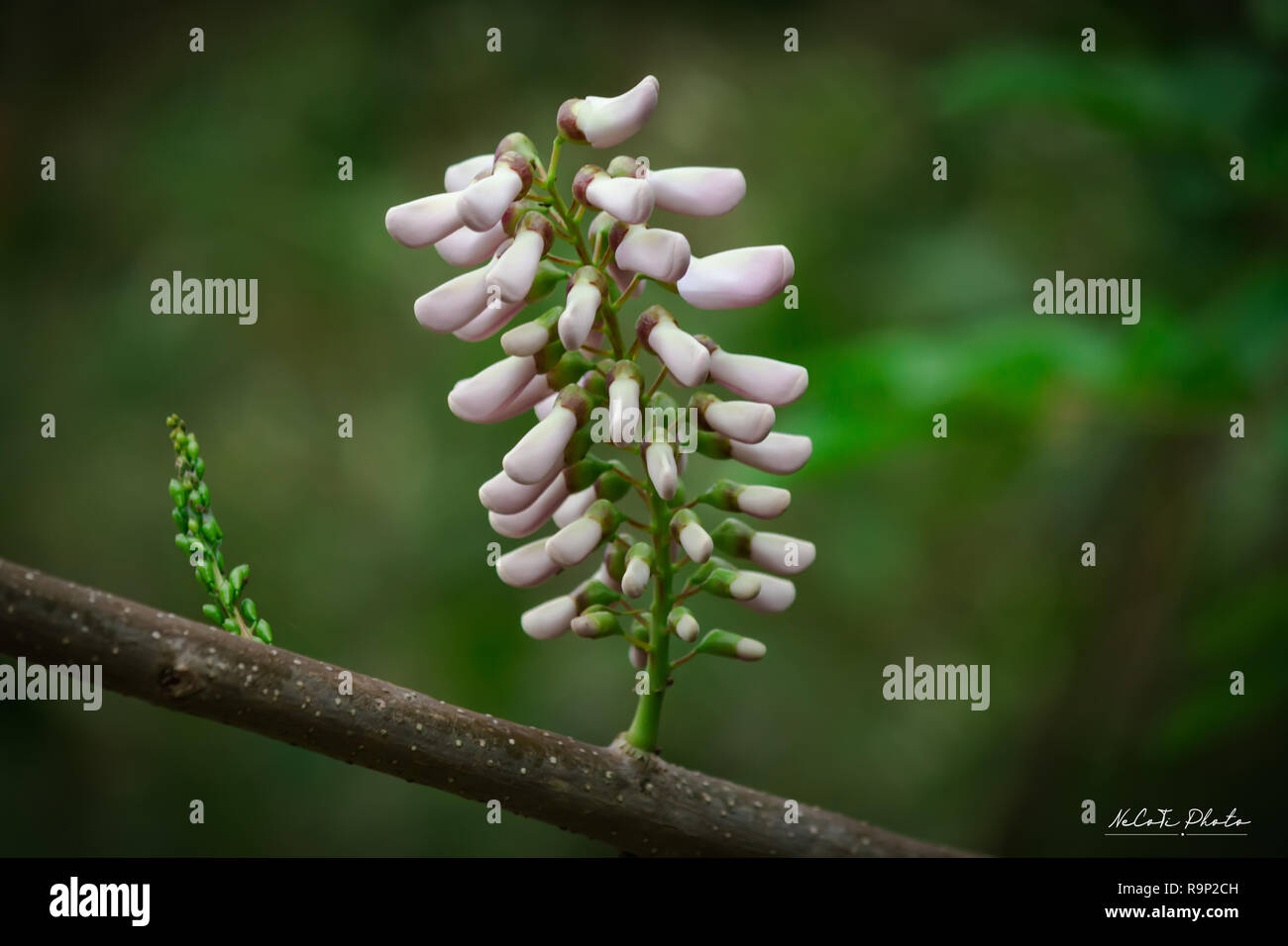 Beautiful Gliricidia maculata flowers along the streets. Stock Photo