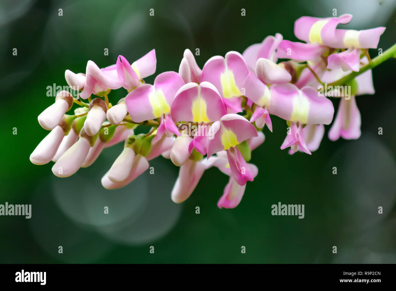 Beautiful Gliricidia maculata flowers along the streets. Stock Photo