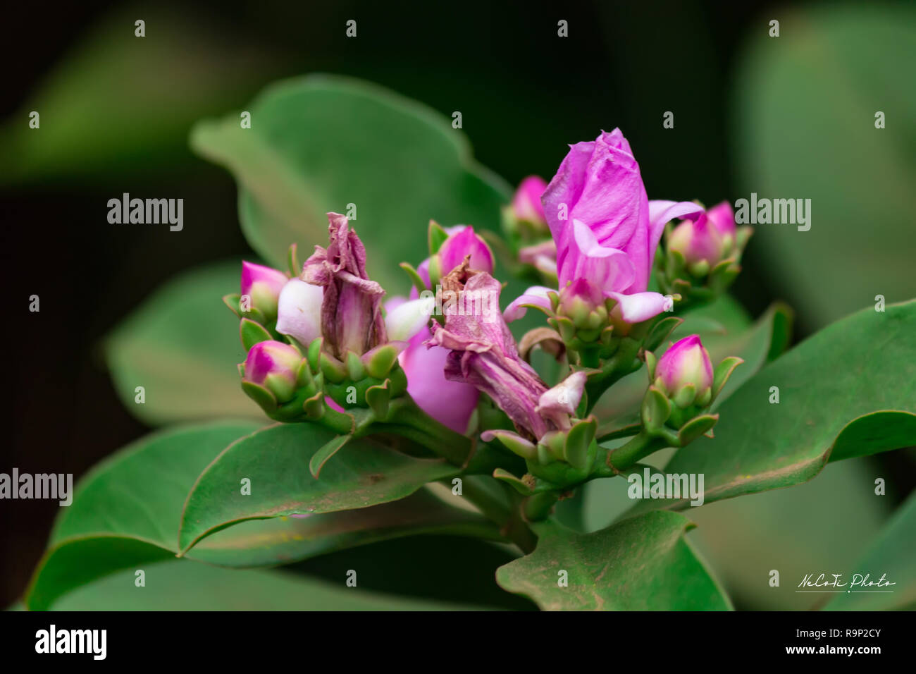 Pereskia bleo or Wax Rose flower.It's a kind of Cactus flower Stock Photo