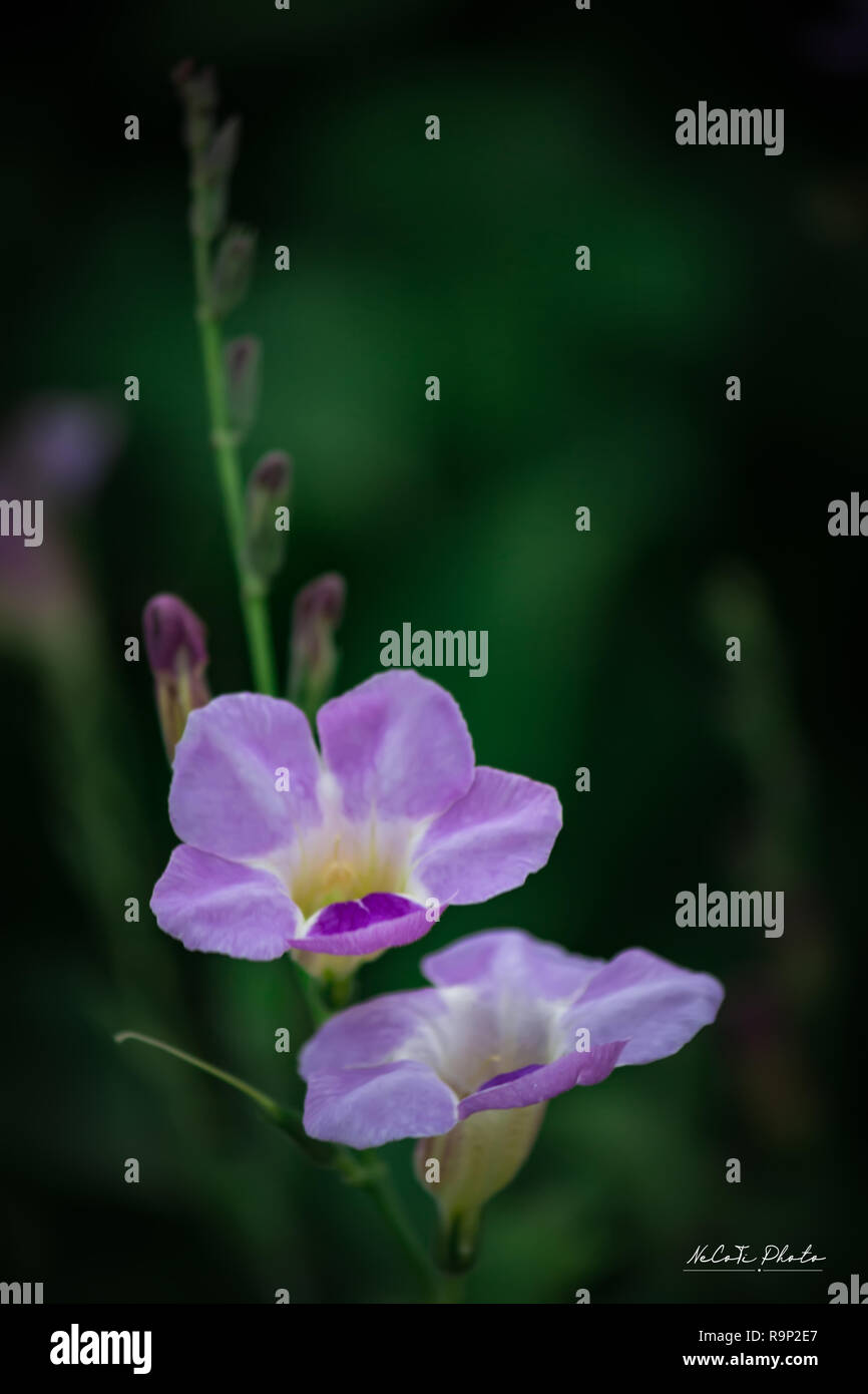 Chinese violet's purple flower(Asystasia gangetica) Stock Photo