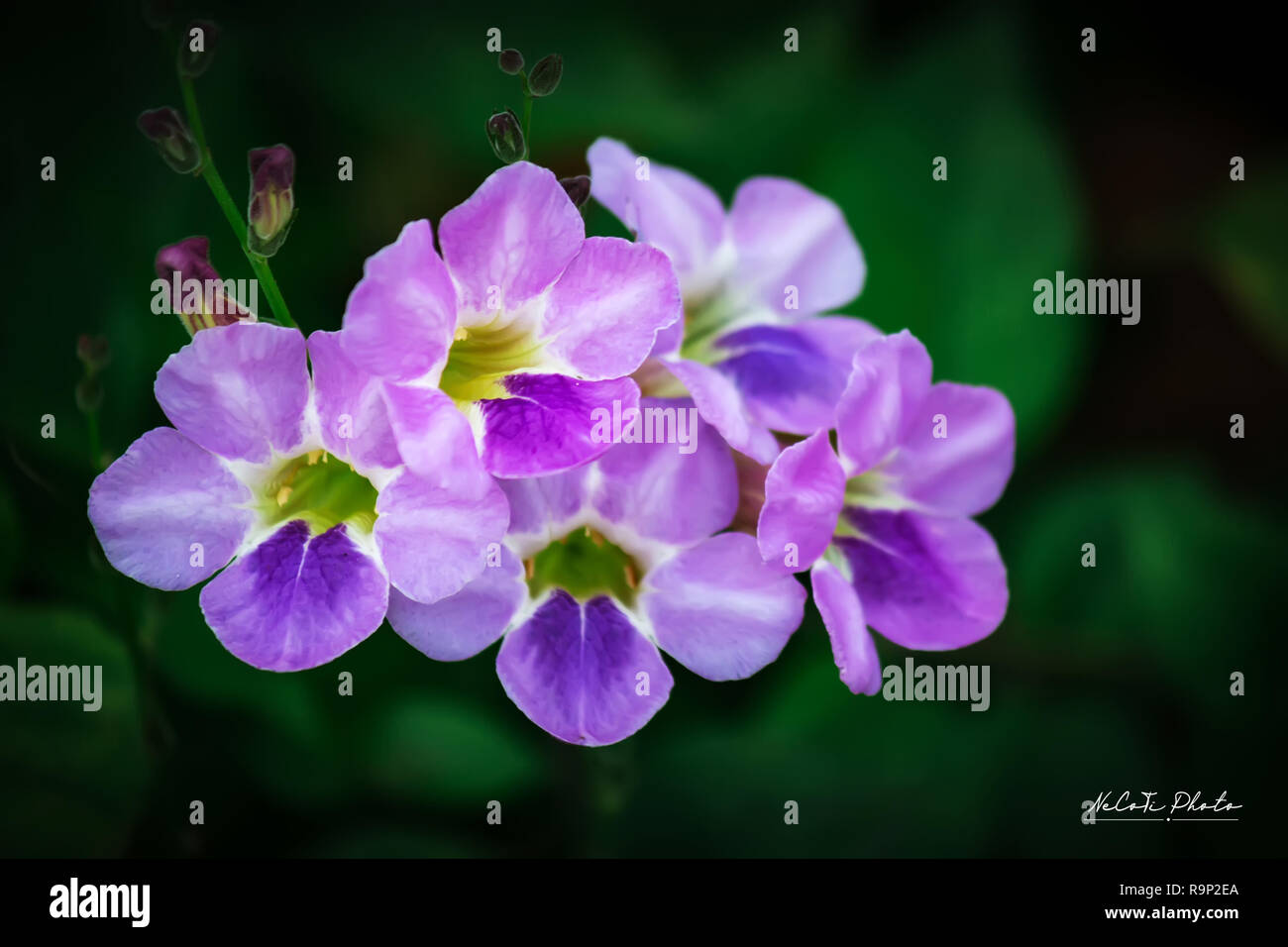Chinese violet's purple flower(Asystasia gangetica) Stock Photo