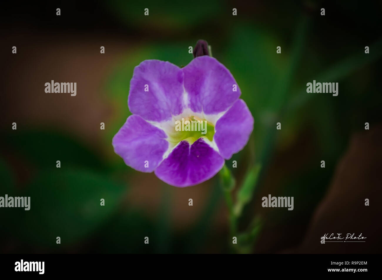 Chinese violet's purple flower(Asystasia gangetica) Stock Photo