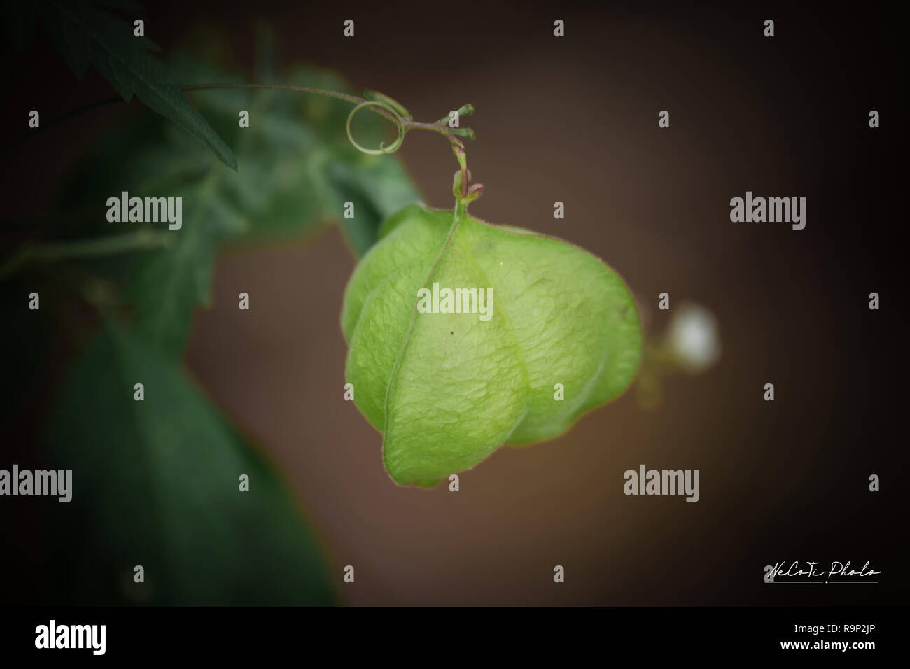Balloon Vine Heart Pea Heart Seed Smooth Leaved Heart Pea Cardiospermum Halicacabum Linn Herbs With Medicinal Properties Stock Photo Alamy Balloon Vine Heart Pea Heart Seed Smooth Leaved Heart Pea Cardiospermum Halicacabum Linn Herbs With Medicinal Properties Stock Photo Alamy