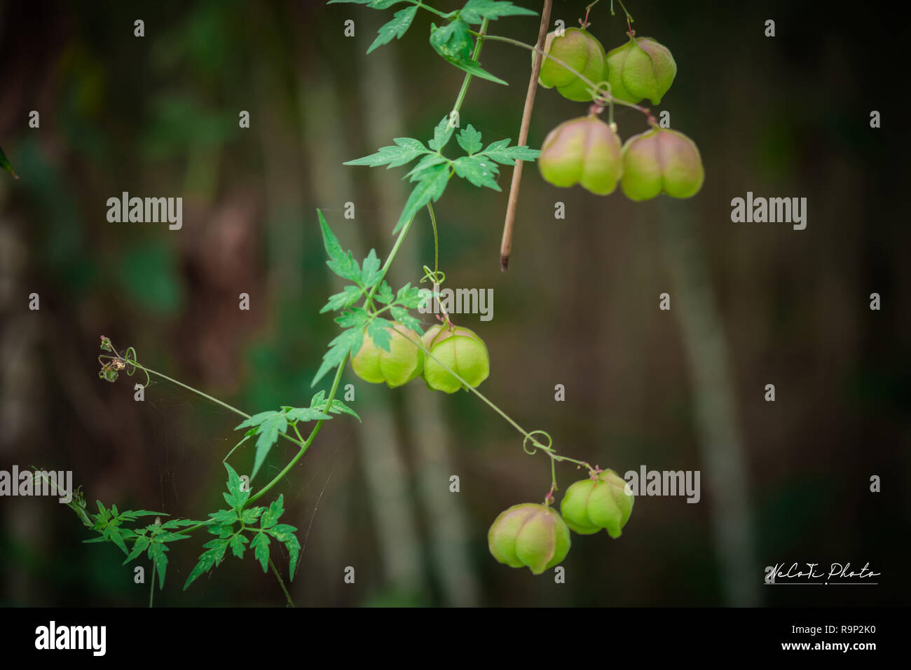 Balloon Vine High Resolution Stock Photography And Images Alamy Balloon Vine High Resolution Stock Photography And Images Alamy
