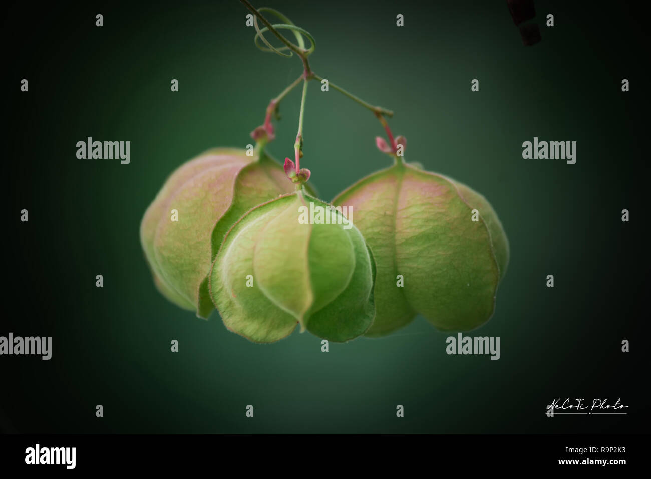 Halicacabum High Resolution Stock Photography And Images Alamy