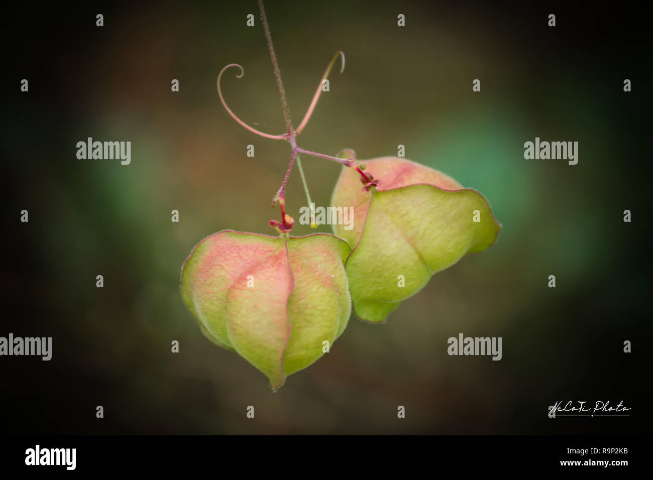 Balloon Vine Hi Res Stock Photography And Images Alamy