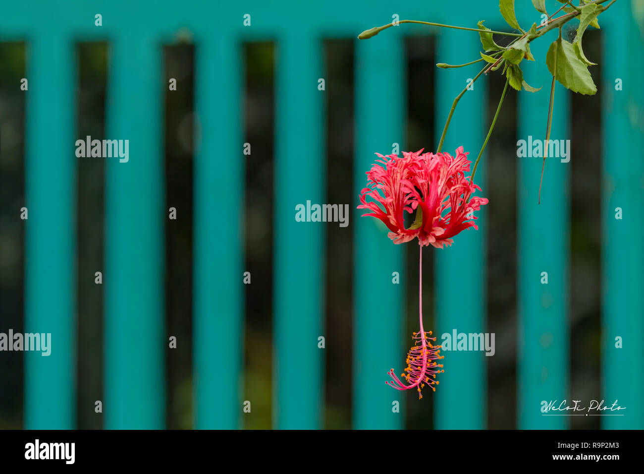 Bright red flower of hibiscus (Hibiscus rosa sinensis) on green background. Karkade native to tropical regions. Hawaiian wild red Hibiscus Plant. Stock Photo