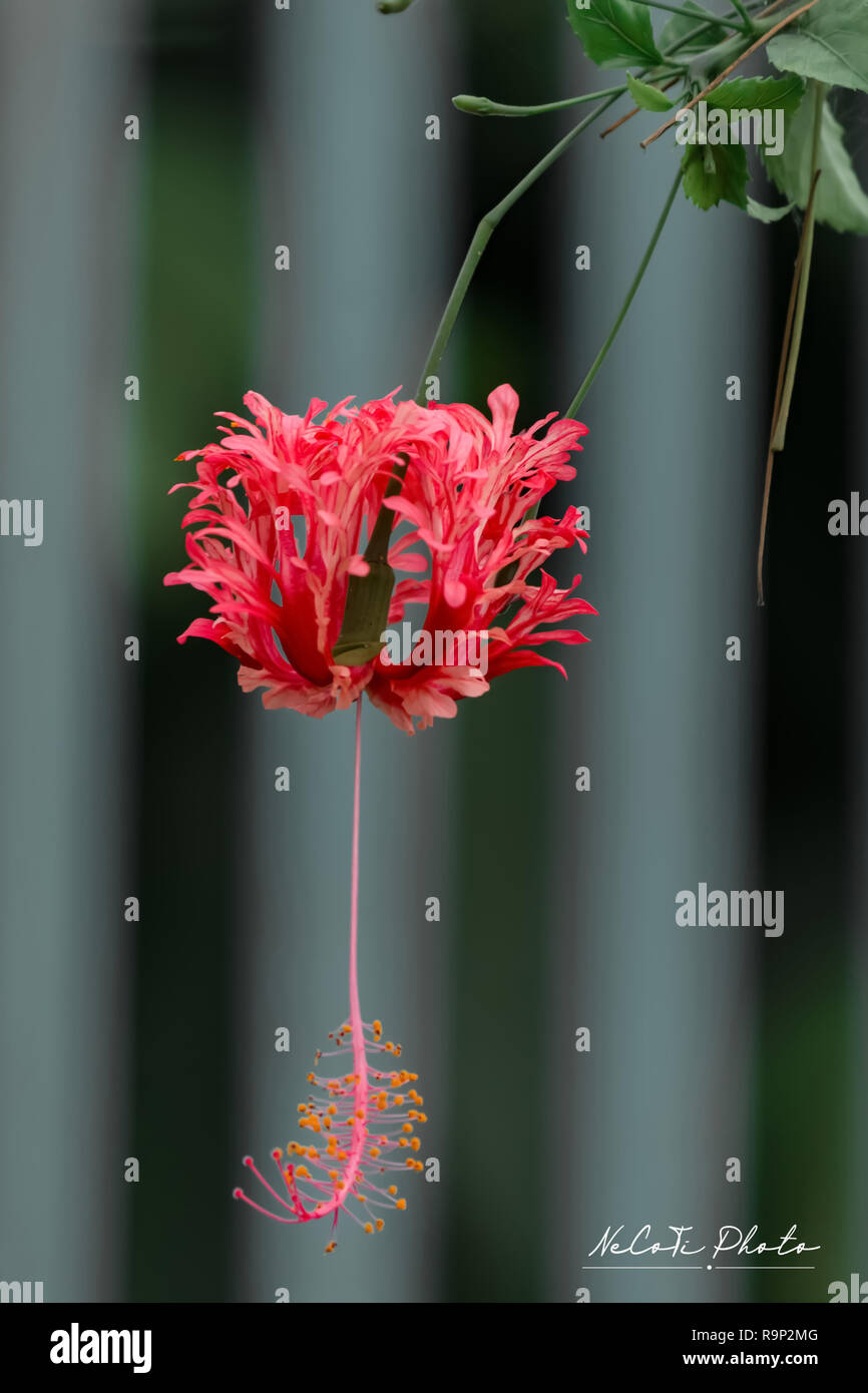 Bright red flower of hibiscus (Hibiscus rosa sinensis) on green background. Karkade native to tropical regions. Hawaiian wild red Hibiscus Plant. Stock Photo